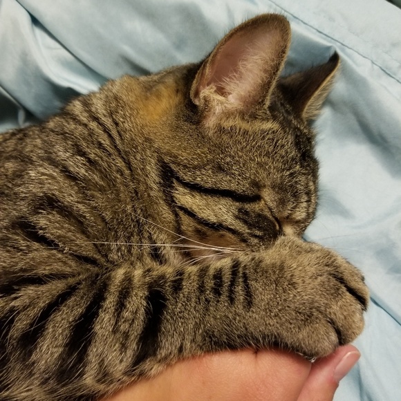 Pet Friendly Home - Picture 2 of 3